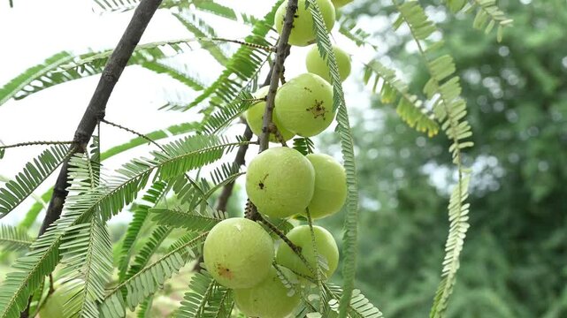 Indian gooseberries or amla fruit growing on a tree, Phyllanthus emblica tree for ayurvedic herbal plant