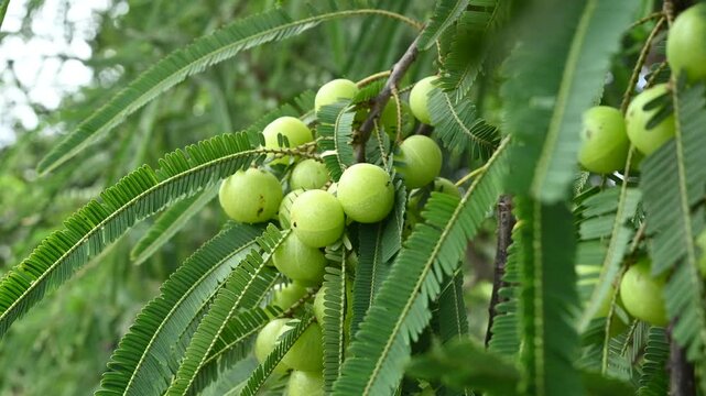 Indian gooseberries or amla fruit growing on a tree, Phyllanthus emblica tree for ayurvedic herbal plant