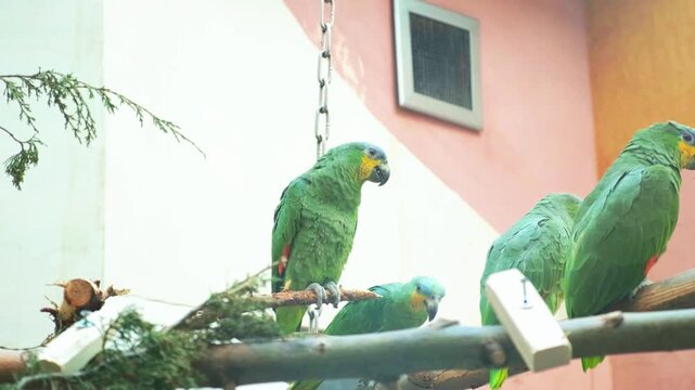 Several green parrots rest on wooden branches indoors. One climbs forward, another bends toward lower perch, and others stay alert beneath hanging chain and wall vent, with claws gripping wood.