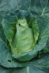 Fototapeta premium Close-up view of a fresh green cabbage growing in a vegetable garden. The large cabbage head is surrounded by dark green leaves with visible veins and natural texture, highlighting fresh organic agric