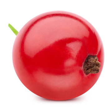Red currant berry single object. Fresh organic raw redcurrant isolated on white background with clipping path