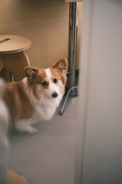 Close-up of cute corgi looking up at camera