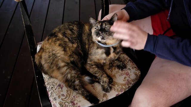 A person puts an antiparasite collar on a cat to protect it from ticks, fleas, and parasites and adjusts it. High quality 4K footage.