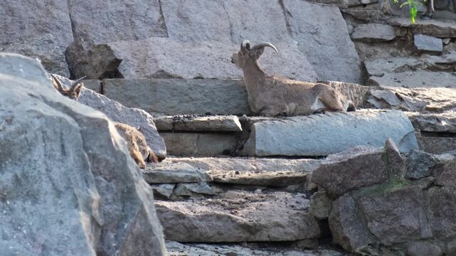 Wild goats occupy layered granite ledges and narrow stone shelves on steep cliff face. Some animals lie down while others watch from above, framed by cave like openings and natural stone texture.
