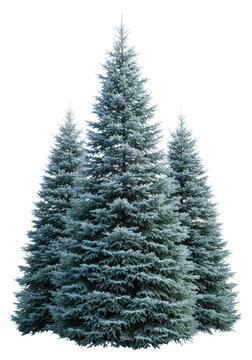 three symmetrical, conical blue spruce trees with frosty silvery-glaucous needles and dramatic rim lighting, isolated on transparent. minimalist holiday concept