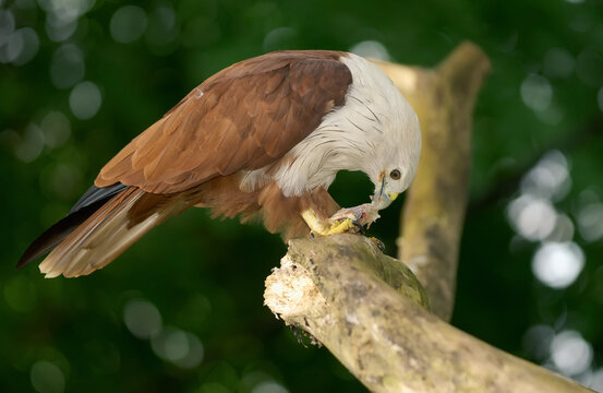red tailed hawk