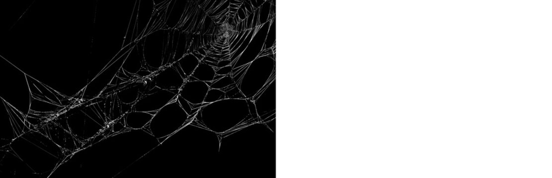 Halloween cobweb overlay PNG with black preview and isolated transparent version, ready for spooky posters, haunted scenes and graphic compositions.