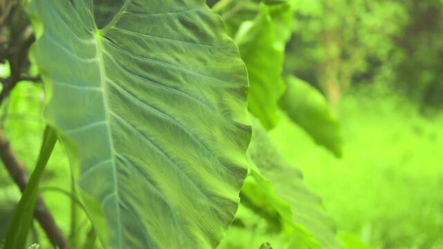 A vibrant close-up of a fresh green Arbi (Taro) leaf growing in the lush Himalayan forests of Himachal Pradesh, traditionally used in local Indian cuisine, set against a blurred background.