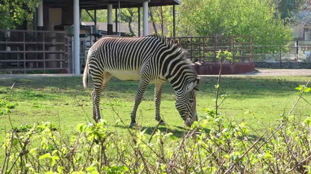 Striped zebra feeds calmly across open paddock. It keeps nose close to turf while trees, railings, and enclosure buildings sit in soft background, showing muzzle, mane, ear, and hoof.