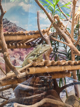 Lizard resting on wooden branch structure in terrarium habitat with exotic anima
