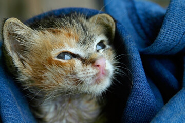 portrait of a cat © Manz Russali