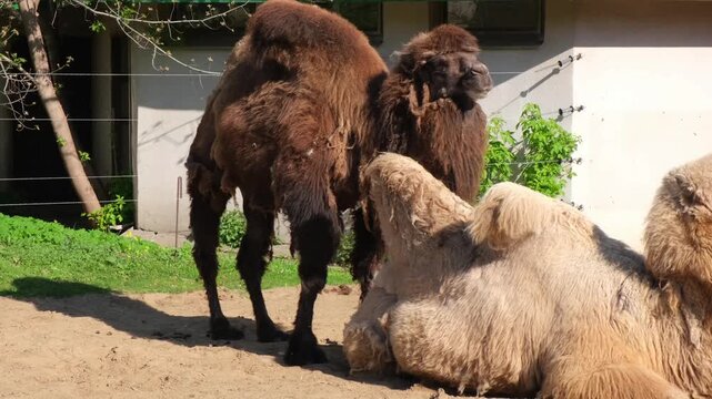 Resting camels share sunlit enclosure. Pale furred camel stays low on sand as brown camels stand close, one turning its head while another tail swishes near building wall beside sandy ground.