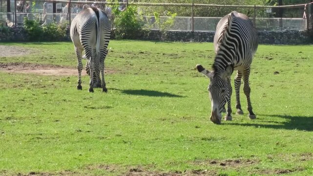 Zebras graze on sunny grass. One adult lowers head to feed while others stand nearby with tails swishing in fenced pasture, creating calm wildlife behavior under bright daylight across green field.
