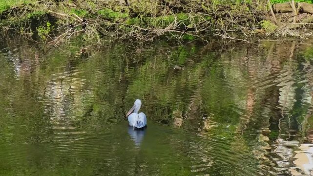 Single pelican paddles steadily across quiet woodland water. Reflections of foliage move with each stroke, and bird keeps its bill tucked while passing brush beside shore, with plumage above calm