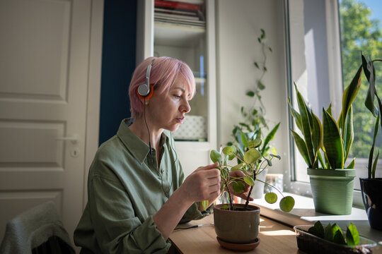 Pink haired woman tends potted pilea beside zamioculcas and sunny window in home workspace, practicing indoor gardening, foliage care, sustainable living and peaceful botanical wellness routine.