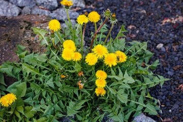 Dandelions growing among rocks in a garden during springtime © Fleuronica