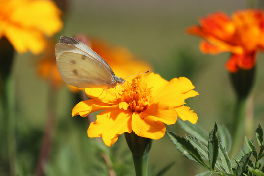cabbage white butterfly gathers pollen from an orange marigold flower against a blurred, bright green garden background. Beautiful floral background. Insects. Close-up of flowers and the butterfly.