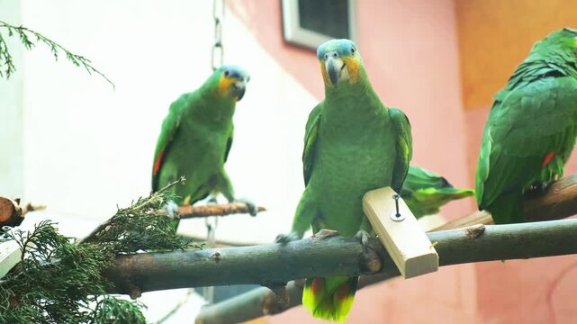 Green parrots move along crossed branches inside aviary, one bird facing forward as others climb and preen nearby. Warm orange walls and square windows form simple enclosure backdrop.