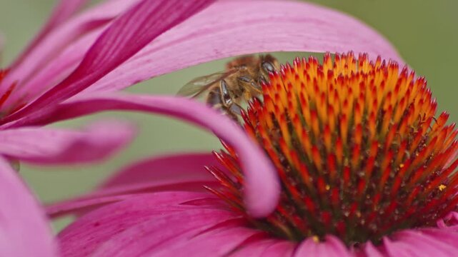 Honey bee pollinating purple echinacea flower in macro video clip.