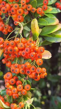 firethorn or pyracantha plant