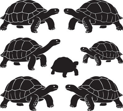 Black silhouettes of walking tortoises, set of with detailed shells and limbs also transparent background