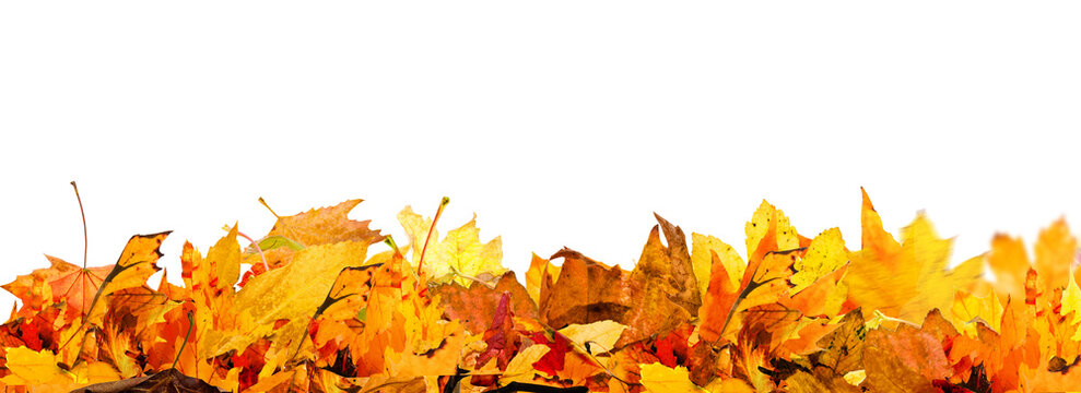 Autumn maple leaf frame isolated on transparent background png