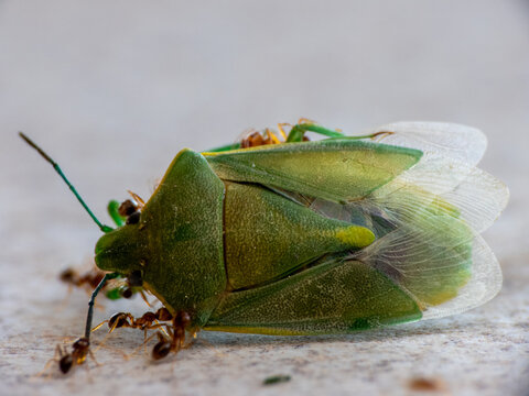 Green Shield Bug (Palomena prasina) being attacked and carried away by ants