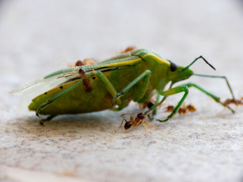 Green Shield Bug (Palomena prasina) being attacked and carried away by ants