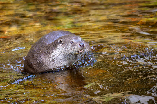 Eurasian otter (Lutra lutra) playing in water, Bavarian forest, Germany.