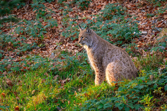 Eurasian Lynx (Lynx lynx) sitting in a forest, backlit, Bavarian forest, Germany.