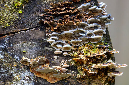Broken tree stump full of colorful fungus in Bavarian forest, Germany.