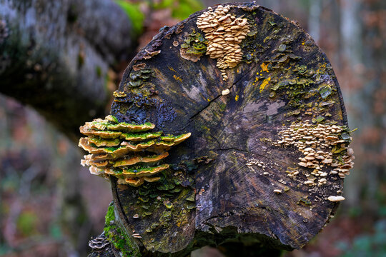 Broken tree stump full of colorful fungus in Bavarian forest, Germany.