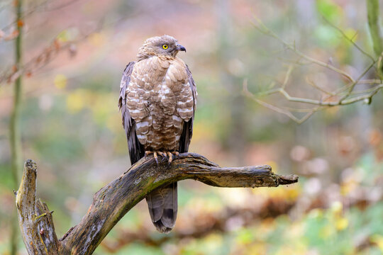 Eurasian Sparrowhawk (Accipiter nisus)