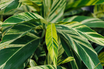 Obraz premium Variegated calathea leaves displaying striped pattern in garden