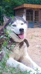 Funny Husky Dog Smiling with Eyes Closed © Gulmira