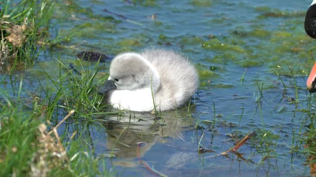  cygnet in the water Orkney in 4k.