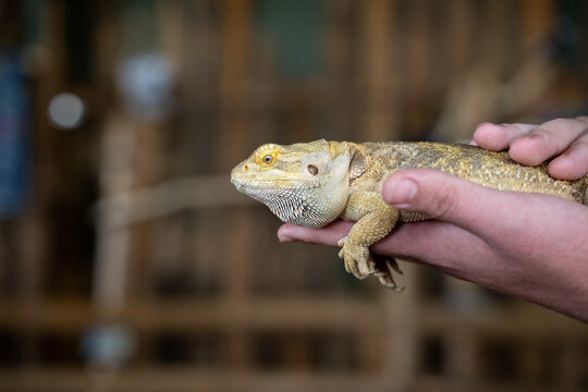 Close up of bearded dragon held in human hands.