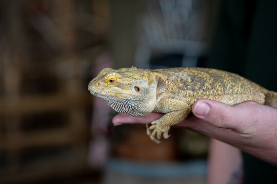 Close up of bearded dragon held in human hands.