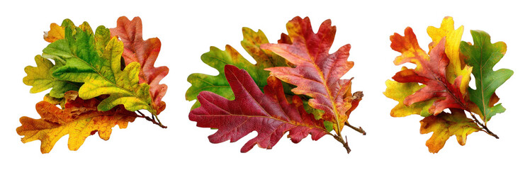 Fototapeta premium PNG Autumn oak leaves isolated, transparent background