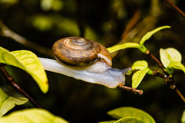Snail slowly crawling on green plant branch © Pawich Sattalerd