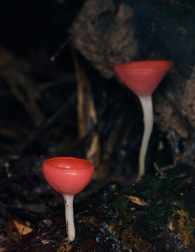 Pink cup mushrooms growing in a humid forest