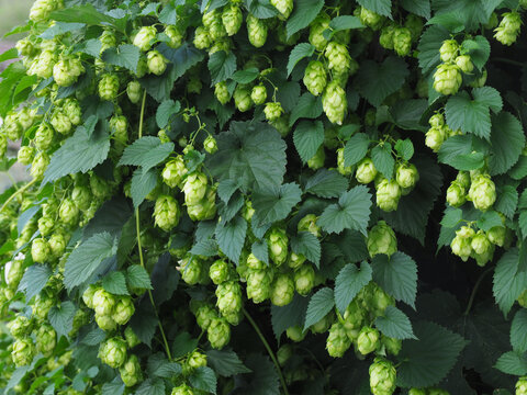 Bl&uuml;hende Hopfenpflanze