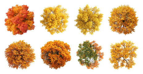 Obraz premium PNG Vibrant autumn trees in various shades of orange and yellow, transparent background