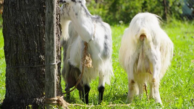 Two domestic goats tied to a tree stand side by side on a vibrant green lawn viewed from behind on a bright sunny day.