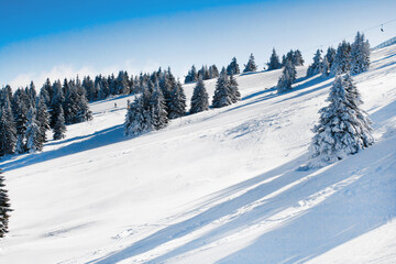Obraz premium Vibrant panorama of the slopes at ski resort, snow trees, blue sky