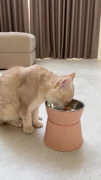 Cute hungry cream british shorthair cat enjoys eating delicious pet meal peacefully from elevated feeder bowl inside modern living room