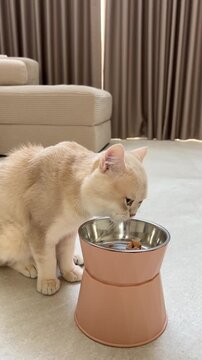Curious cute british shorthair pet cat eating healthy food near modern elevated feeding bowl in cozy contemporary living room floor