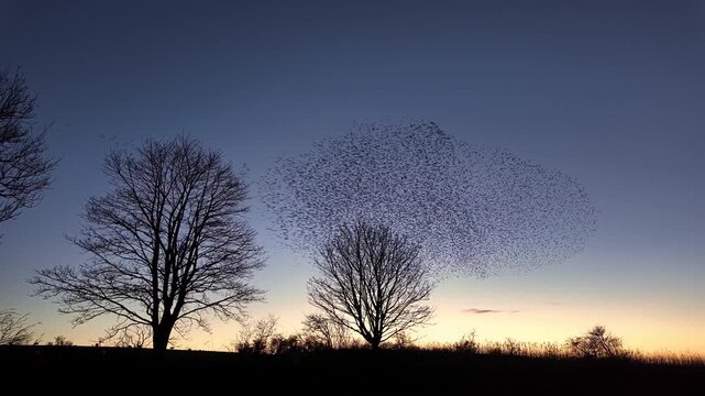 Large murmuration of starlings flying over trees during sunset creating dynamic shapes in evening sky.