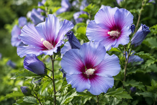 Zart violett bl&uuml;hender Garten-Eibisch mit magentafarbenem Bl&uuml;tenzentrum