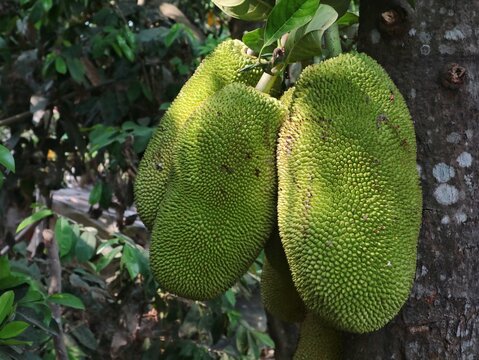 Young green jackfruit hanging on the tree trunk in a tropical garden. Fresh raw exotic asian fruit growing naturally outdoors on a sunny day with selective focus background